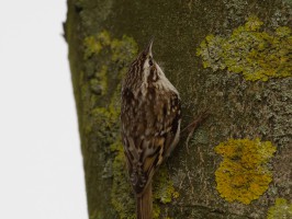 <span style='font-size:1.10em'>Waldbaumläufer im Unterland (urbaner Bereich)</span>