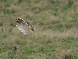 <span style='font-size:1.10em'>Sumpfohreule fliegend über den Wiesen des Oberlandes</span>