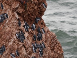 <span style='font-size:1.10em'>Trottellummen kleben am Lummenfelsen</span>