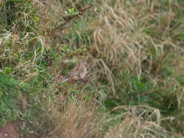 <span style='font-size:1.10em'>Berghänfling am oberen Klippenrand der Nordwestklippe</span>