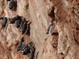 <span style='font-size:1.10em'>Trottellummen kleben am Lummenfelsen</span>