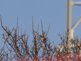 <span style='font-size:1.10em'>Rotdrossel im Unterland (urbaner Bereich)</span>