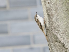 <span style='font-size:1.10em'>Waldbaumäufer im Unterland (urbaner Bereich)</span>