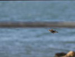 <span style='font-size:1.10em'>Star, im Wind stehend an der Nordostmole</span>