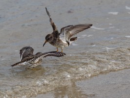<span style='font-size:1.10em'>Meerstrandläufer an der Nordostmole</span>