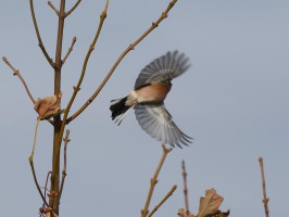 <span style='font-size:1.10em'>Buchfink vom Busch abfliegend</span>