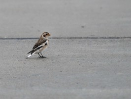 <span style='font-size:1.10em'>Schneeammer an der Nordostmole</span>