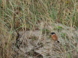 <span style='font-size:1.10em'>Schwarzkehlchen im Dünengras am Nordoststrand</span>