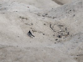 <span style='font-size:1.10em'>Trauerbachstelze am Nordstrand im Bereich der Nordwestmole</span>