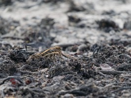 <span style='font-size:1.10em'>Zwergschnepfe am Nordstrand</span>