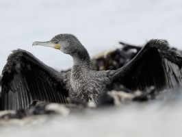 <span style='font-size:1.10em'>Kormoran an der Nordostmole</span>