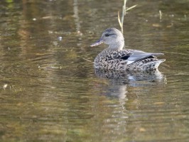 <span style='font-size:1.10em'>? schwimmend auf dem Grillteich</span>