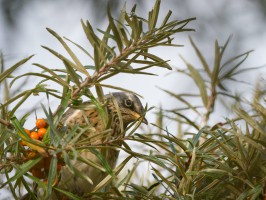 <span style='font-size:1.10em'>Wacholderdrossel in den Sanddornsträuchern (Mitte)</span>