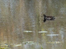 <span style='font-size:1.10em'>? schwimmend auf dem Grillteich</span>