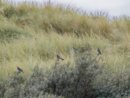 <span style='font-size:1.10em'>Wacholderdrossel auf Sanddornsträuchern sitzend (Mitte)</span>