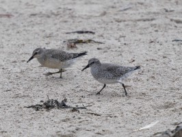 <span style='font-size:1.10em'>Knutt am Nordstrand</span>