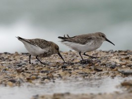 <span style='font-size:1.10em'>Alpenstrandläufer auf der Nordostmole</span>
