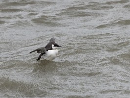 <span style='font-size:1.10em'>Trottellumme, schwimmend im Nordosthafen</span>