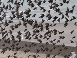 <span style='font-size:1.10em'>Ein Schwarm Stare fliegt an der Nordostmole auf</span>