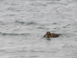 <span style='font-size:1.10em'>Eiderente schwimmt vor dem Nordstrand in der Nordsee, mit einer großen Muschel im Schnabel</span>