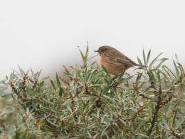 <span style='font-size:1.10em'>Ein Schwarzkehlchen in den Sanddornbüschen auf der Düne (Mitte)</span>