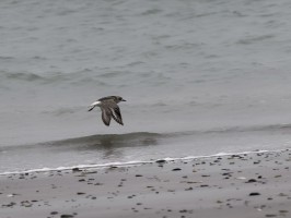 <span style='font-size:1.10em'>Kiebitzregenpfeifer, fliegend überm Spüsaum des Nordstrandes</span>