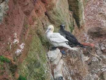 </span><span>Basstölpel. Altvogel und Jungvogel kleben am Lummenfelsen | <a href=basstoelpel/><span style='font-size: 1.00em;font-weight: normal'><strong> -> INFOS</strong></a> | © Ernst Wilhelm Grüter</span>