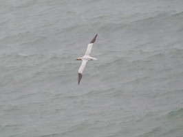 <span style='font-size:1.10em'>Basstölpel fliegt vor der Nordwestküste Helgolands über derNordsee</span>