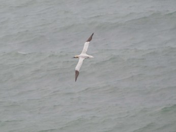 </span><span>Basstölpel fliegt vor der Nordwestküste Helgolands über derNordsee | <a href=basstoelpel-2/><span style='font-size: 1.00em;font-weight: normal'><strong> -> INFOS</strong></a> | © Ernst Wilhelm Grüter</span>