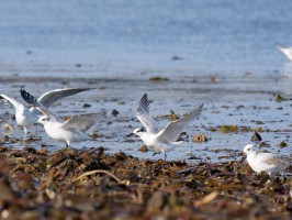 <span style='font-size:1.10em'>Brandseeschwalbe landet im Spülsaum am Nordoststrand (mittig)</span>