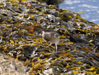</span><span>Buchfink im Tang an der Nordostmole | <a href=buchfink-4/><span style='font-size: 1.00em;font-weight: normal'><strong> -> INFOS</strong></a> | © Ernst Wilhelm Grüter</span>