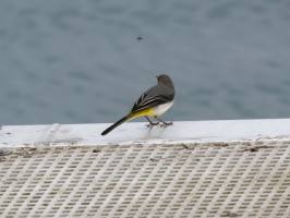 <span style='font-size:1.10em'>Gebirgsstelze, ein Insekt beobachtend. Gesehen auf einem Ponton im Nordosthafen</span>