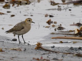 <span style='font-size:1.10em'>Goldregenpfeifer im Spülsaum des Nordstrandes</span>