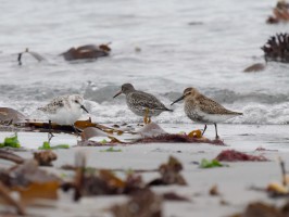 <span style='font-size:1.10em'>Sanderling mit einem Meerstrandläufer und Alpenstrandläufer im Spülsaum des Nordstrandes</span>