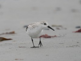 <span style='font-size:1.10em'>Sanderling am Nordstrand</span>