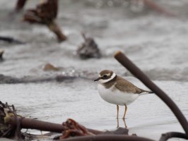 <span style='font-size:1.10em'>Sandregenpfeifer im Spülsaum des Nordstrandes</span>