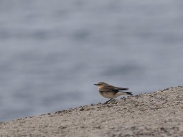 <span style='font-size:1.10em'>Steinschmätzer auf der Nordostmole</span>