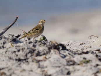 </span><span>Ein Wiesenpieper am Nordstrand | <a href=wiesenpieper/><span style='font-size: 1.00em;font-weight: normal'><strong> -> INFOS</strong></a> | © Ernst Wilhelm Grüter</span>