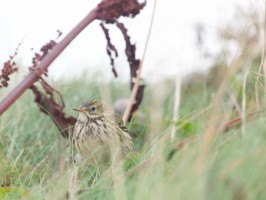 <span style='font-size:1.10em'>Wiesenpieper auf dem Oberland (Westküste)</span>