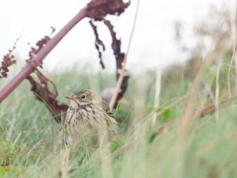 </span><span>Wiesenpieper auf dem Oberland (Westküste) | <a href=wiesenpieper-2/><span style='font-size: 1.00em;font-weight: normal'><strong> -> INFOS</strong></a> | © Ernst Wilhelm Grüter</span>