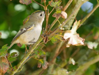 </span><span>Wintergoldhähnchen an der großen Treppe, die vom Unterland-Ort zum Mittelland führt | <a href=wintergoldhaehnchen/><span style='font-size: 1.00em;font-weight: normal'><strong> -> INFOS</strong></a> | © Ernst Wilhelm Grüter</span>