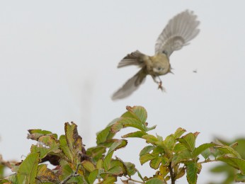 </span><span>Wintergoldhähnchen im Sprung von einer Hecke zu einem Insekt (Reede) | <a href=wintergoldhaehnchen-2/><span style='font-size: 1.00em;font-weight: normal'><strong> -> INFOS</strong></a> | © Ernst Wilhelm Grüter</span>