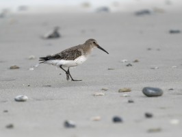 <span style='font-size:1.10em'>Alpenstrandläufer am Norstrand</span>