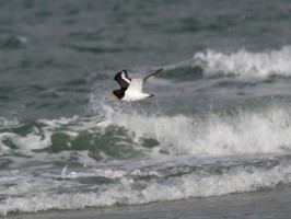 <span style='font-size:1.10em'>Austernfischer fliegt über dem Spülsaum am Nordstand</span>