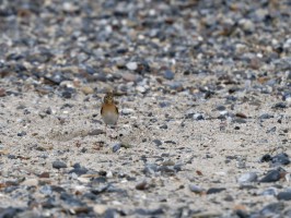 <span style='font-size:1.10em'>Bergfink auf dem Strand an der Nordostmole</span>