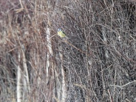 <span style='font-size:1.10em'>Blaumeise in angepflanzten Hecken zur Befestigung der Sanddünen</span>