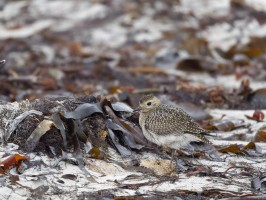 <span style='font-size:1.10em'>Goldregenpfeifer am Nordstrand</span>