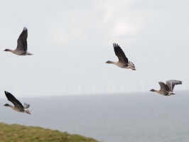 <span style='font-size:1.10em'>Ein kleiner Trupp von Kurzschnabelgänsen fliegt auf. Gesehen auf dem Oberland</span>