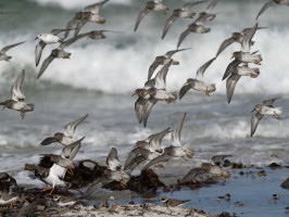 <span style='font-size:1.10em'>Ein Schwarm geselliger Watvögel (Regenpfeiferartige), Meerstrandläufer, Steinwälzer, Sandregenpfeifer und einem Sanderling</span>
