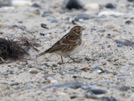 <span style='font-size:1.10em'>Spornammer am Strand an der Nordostmole</span>